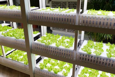 Hydroponics 101: What It Is, How It Works, and Getting Started