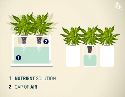 Can You Grow Hydroponics Cannabis at Home? Yes, Here's How